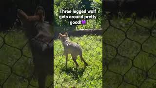 Three legged wolf at Brookfield Zoo gets around pretty good [upl. by Ahsain584]