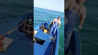 Amezing sea ile fishing fishing shortfeed shortvideo fishinglife fishingshortvideo fishingtrip [upl. by Eicyaj]