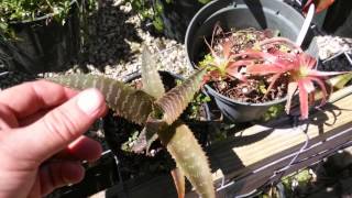 Orthophytum bromeliads explained care lighting growth habit [upl. by Nnire]