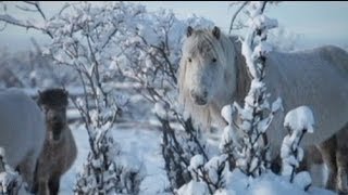 Viaggio a Oymyakon il luogo abitato più freddo al mondo [upl. by Marx]