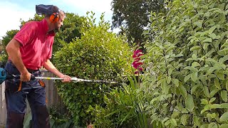 Shaping Griselinia Topiary in the Summertime  Part 1 [upl. by Billmyre]