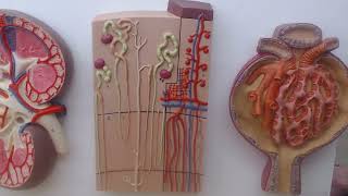 kidney nephron renal corpuscle model review for pr [upl. by Maxim]