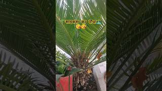 साइकस का पौधा 🌴🏝️ll cycas plant gardening ytshorts trending [upl. by Suirrad]