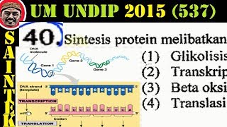 UM UNDIP 2015 kode537 biologi pembahasan no 40 prosesintesis protein [upl. by Tebzil]