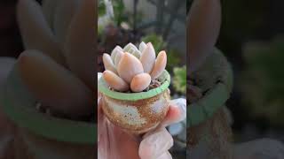 Graptoveria Opalina in Candy Color 多肉奥普糖果色 graptoveria succulent shorts [upl. by Eiramanit73]