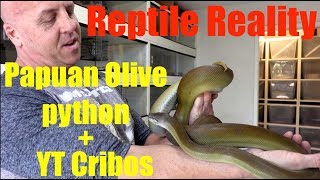 Reptile RealityPapuan pythons and YT Cribos [upl. by Yhtommit341]