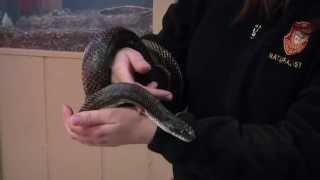 Black Rat Snakes [upl. by Naegem783]