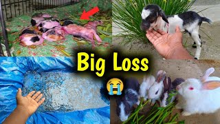 Today Big Loss 😭  Pets Vlog [upl. by Onibag]