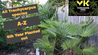 All Trachycarpus species A to Z 2020 [upl. by Jsandye]