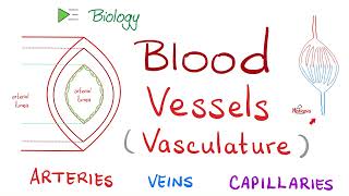 Blood 🩸 Vessels 🚢 Vasculature  Arteries Arterioles Capillaries Venules amp Veins  Biology [upl. by Nnaillek]