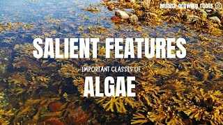 Salient Features Of Algae  Chlorophyceae Pheophyceae Xanthophyceae Rhodophyceae Dinophyceae [upl. by Anav]