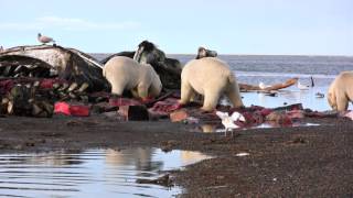 After the Kaktovik Whalers Harvest Polar Bears Feast [upl. by Killen]