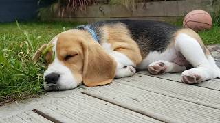 Beagle Puppy 8 weeks to 4 months [upl. by Assillem]