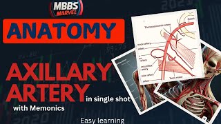 Axillary artery anatomy  Branches and Relations । MBBS Marvel। Mnemonics [upl. by Pirali736]