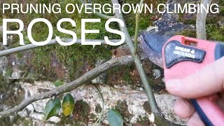 Hoe To Prune Overgrown Climbing Roses [upl. by Atsira]