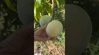 satisfying mango guava fruitcutting mukbang cuttingfruits [upl. by Milford388]