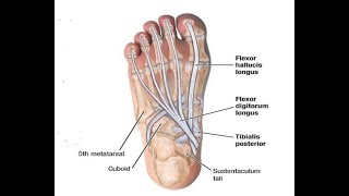 Two Minutes of Anatomy Flexor Digitorum Longus [upl. by Nauh501]