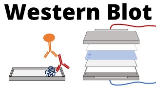 Western Blot  Protein Immunoblot explained [upl. by Slaohcin]