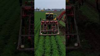 Carrot Harvest harvesting farming agriculture tractor carrots Dewulf shorts new drone dji [upl. by Adelle36]