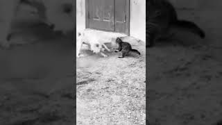 KUNGFU CAT fantasy cat catlover catshorts cats catvsdogs dog kungfu short shortvideo [upl. by Cori428]