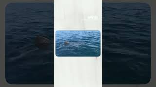 Un grand requin blanc filmé par un pêcheur au large de Porquerolles [upl. by Dis]