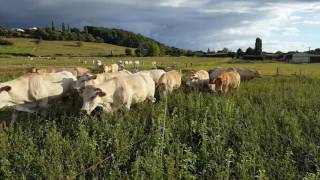 paturage de couvert en été [upl. by Eneg]