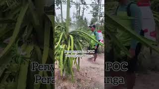 Wongnjrabon “Petani Muda Tonggak Ketahanan Bangsa” 👩🏻‍🌾 fruit petanibuahnaga gardening [upl. by Weil]