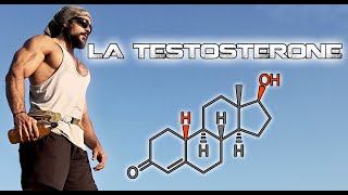 La testostérone chez lhomme et la femme SANTÉ  BIEN ÊTRE  PERFORMANCE [upl. by Phaidra447]