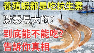 養殖蝦都是吃抗生素、激素長大的？到底能不能吃？告訴你真相 [upl. by Lahsiv]