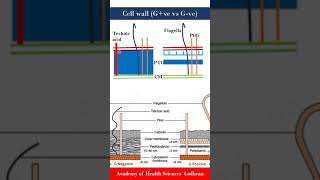 Cell wall Gram positive vs Gram negative bacteria  Microbiology  by Imran Yaseen [upl. by Wyon]