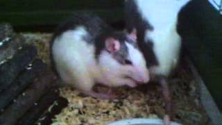 Ratten film [upl. by Tica]