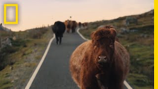 See the Quiet Beauty of Farm Life on the Scottish Isles  Short Film Showcase [upl. by Eirroc]