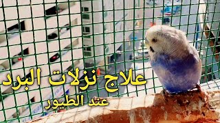 أقوى دواء لمرض الجهاز التنفسي وتغيير الطقس عند الطيور  Bird respiratory disease [upl. by Ybloc]