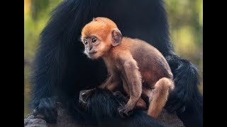 LA Zoo Introduces François Langur Babies [upl. by Guria266]