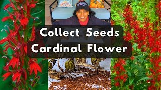 How To Collect Cardinal Flower Lobelia Seeds [upl. by Nyrraf]