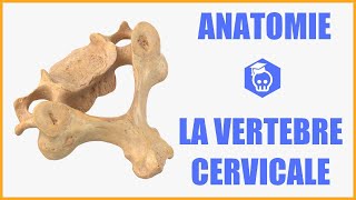 ANATOMIE  LA VERTEBRE CERVICALE TYPE [upl. by Eiddal]