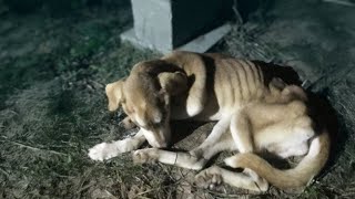 Crying in the frost the depleted dog begged his owner not to leave him [upl. by Haet910]