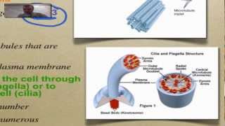 Chapter 7 Part 8  Cytoskeleton [upl. by Oregolac561]