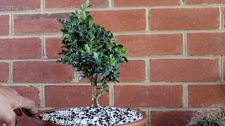 Boxwood prebonsai first repot [upl. by Neibaf376]