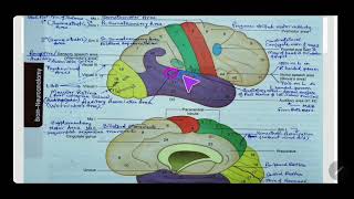 AUDITORY CORTEX  ACOUSTIC AREA  BRODMANNS AREA 41 42 22  AUDITORY ASSOCIATION AREA  Dr SAM [upl. by Davita868]