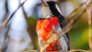 Birds of Mexico El Rosario Monarch Reserve and Huatulco Area [upl. by Wilfrid]