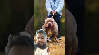 Pitbull ko harane wala L by master shepherd dog doglover alangu doglapan chowchow dogsworld [upl. by Anelhtak]