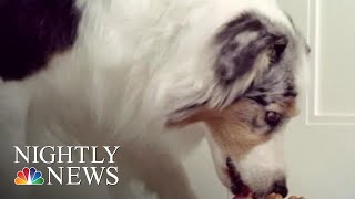 Dog Food Recalled Over Dangerous Levels Of Vitamin D  NBC Nightly News [upl. by Aiet579]