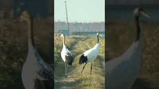 Redcrowned cranes Ahead shorts [upl. by Nivlam]