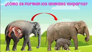 ¿Cómo nacen los animales animales ovíparos y vivíparos para niños [upl. by Liliane156]