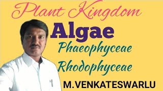 Algae  Phaeophyceae  Rhodophyceae  Biology  NEET [upl. by Aniaj]