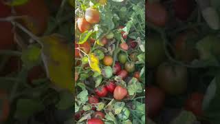 New varieties openfieldproductive tomatoseedstomato gözelseeds azerbaijanTürkiyeverimtohum [upl. by Htidra119]