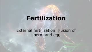 Fertilization Fusion of gametes during External Fertilization [upl. by Lichtenfeld147]