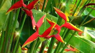 Heliconia Psittacorum Flower Like Parrot Abw 02 [upl. by Anurag830]