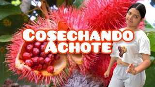 Conoces la planta de achiote [upl. by Cornish]